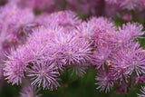 Thalictrum aquilegiifolium (Meadow Rue)