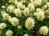 Trifolium ochroleucon (Sulphur Clover)