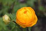 Trollius x cultorum 'Golden Cup'