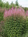 Veronicastrum 'Adoration' (Culver's root)
