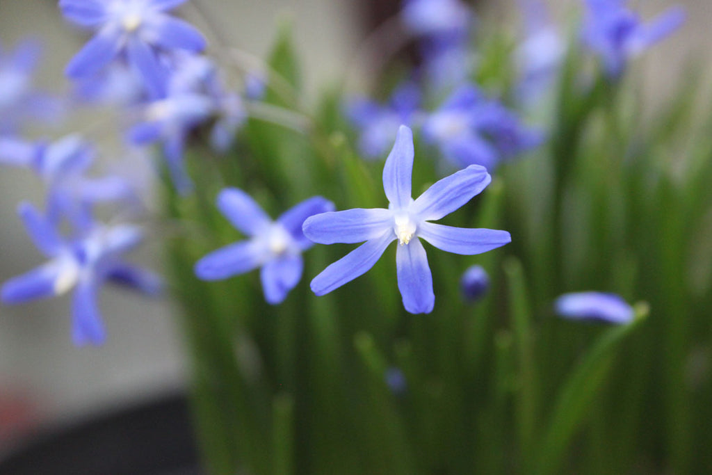 Tinnisburn Plants now home to the National Plant Collection for Scilla (Chionodoxa)