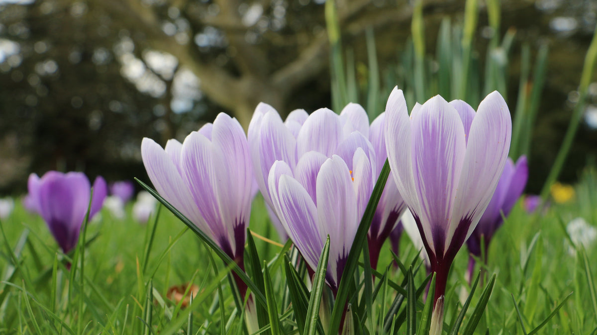 Best Sellers This Spring – Tinnisburn Plants