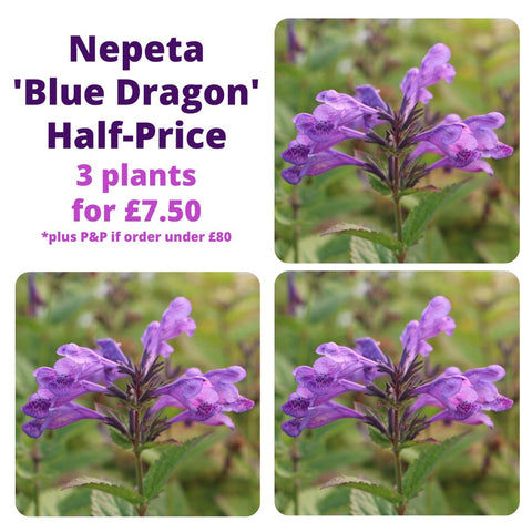 Nepeta 'Blue Dragon' Three Pack Special for £7.50