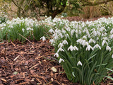 Snowdrop Weekend 2025 - Sunday 16th February 1pm-3.30pm (Afternoon session)