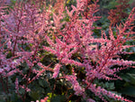 Astilbe 'Delft Lace'