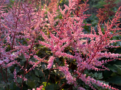 Astilbe 'Delft Lace'