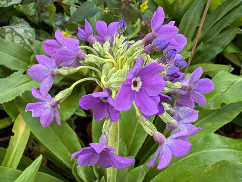 Primula chionantha subsp. sinopurpurea