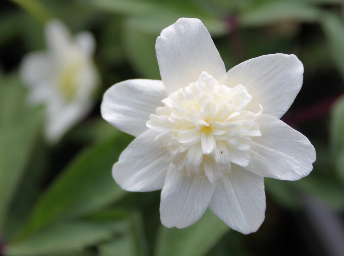 Anemone nemorosa 'Vestal' – Tinnisburn Plants