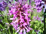 Betonica officinalis (Stachys officinalis, Betony, Hedgenettle)