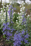 Camassia leichtlinii 'Caerulea'