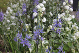 Camassia leichtlinii 'Caerulea'