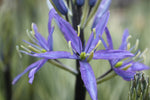 Camassia leichtlinii 'Caerulea'