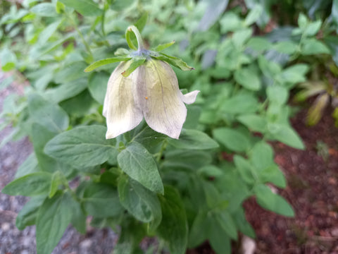 Codonopsis cardiophylla (Bonnet bellflower)