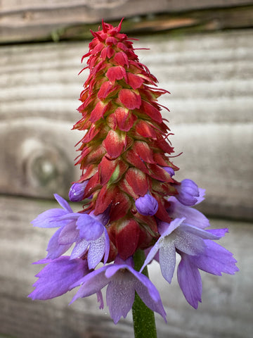 Primula vialii (Poker Primrose, Vial's Primrose)