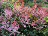 Astilbe 'Delft Lace'