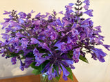 Nepeta 'Blue Dragon'