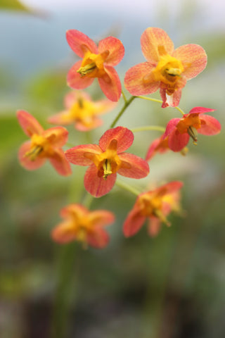 Epimedium x warleyense 'Orangekonigin'