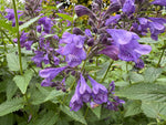 Nepeta 'Blue Dragon'