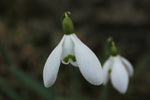 Snowdrop Weekend 2025 - Sunday 16th February 1pm-3.30pm (Afternoon session)