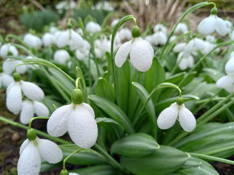 Snowdrop Weekend 2025 - Sunday 16th February 10am-12.30pm (Morning session)