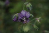 Geranium phaeum 'Calligrapher'