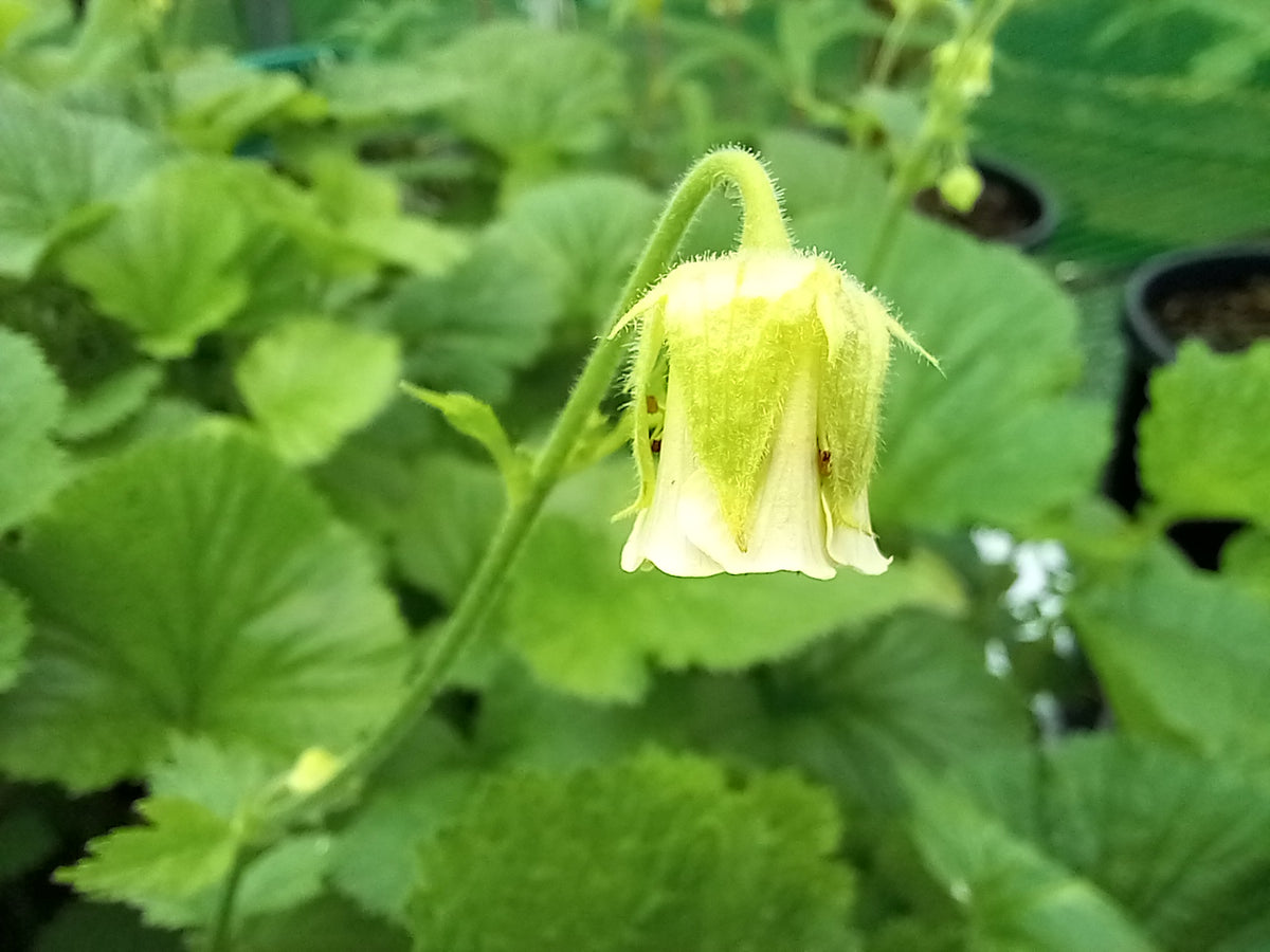 Geum rivale 'Album' – Tinnisburn Plants