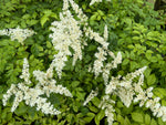 Astilbe 'Deutschland' (japonica hybrid)