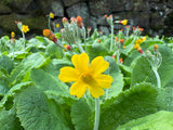 Primula chungensis