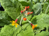 Primula chungensis
