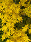 Sedum sexangulare (Tasteless stonecrop)