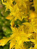 Sedum sexangulare (Tasteless stonecrop)