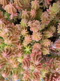 Sedum sexangulare (Tasteless stonecrop)