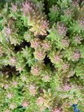 Sedum sexangulare (Tasteless stonecrop)