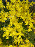 Sedum sexangulare (Tasteless stonecrop)