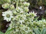 Veratrum album (White False Hellebore)
