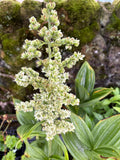 Veratrum album (White False Hellebore)