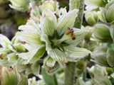 Veratrum album (White False Hellebore)