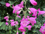 Penstemon 'Pensham Just Jayne'