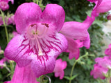 Penstemon 'Pensham Just Jayne'