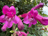 Penstemon 'Pensham Plum Jerkum'