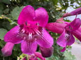 Penstemon 'Pensham Plum Jerkum'