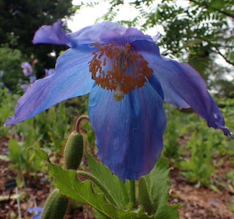 Meconopsis 'Ascreavie' (George Sherriff Group)