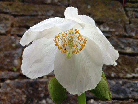 Meconopsis 'Marit'