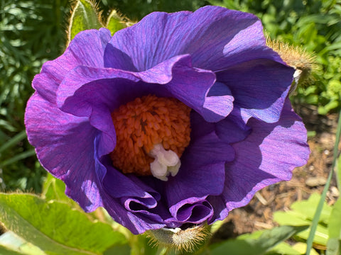 Meconopsis 'Strathspey'
