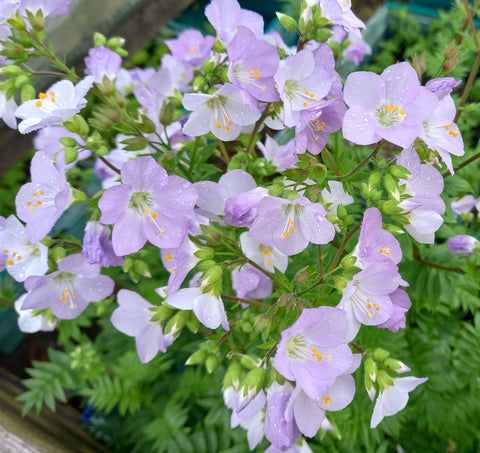 Polemonium 'Hopleys' (syn. 'Katie Daley')