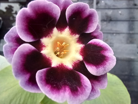 Primula auricula 'Habanera' (Alpine)