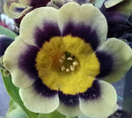 Primula auricula 'Sirius' (Alpine)