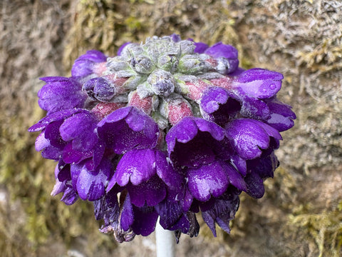 Primula capitata (Round Headed Himalayan Primrose)