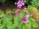 Primula heucherifolia