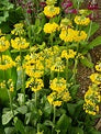 Primula prolifera